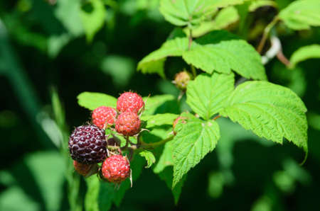 Blackberries ripen and are also called black raspberries. Selective focus.