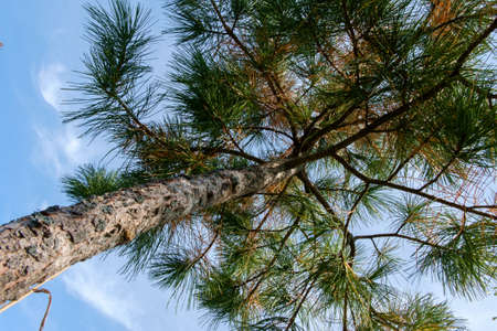 Crown of autumn cedar against a blue sky with clouds. Selective focus.