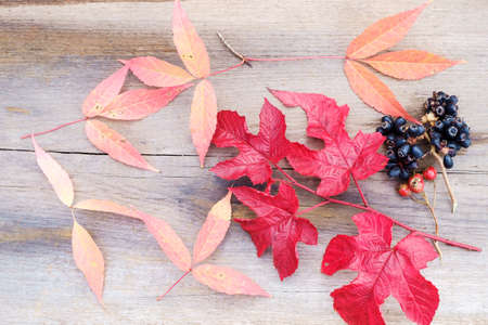 Autumn leaves with wild berries on a textured wooden surface.