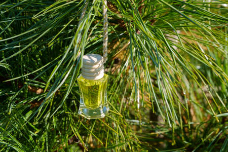 Pine nut oil in a glass bottle with a wooden lid on a background of cedar branches. Coniferous aroma. Selective focusの写真素材