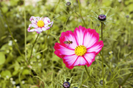 Cosmea is a bright, colorful flower of the Asteraceae family with a beautiful fly.