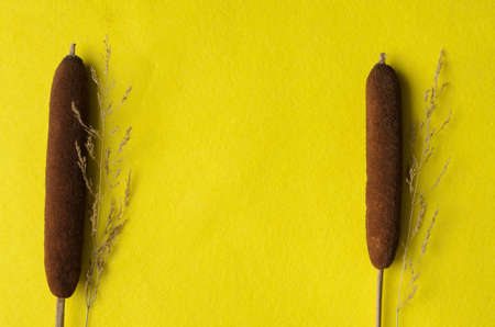 Mockup. Dry spikelets of grass and reed on a bright yellow fabric background.の写真素材