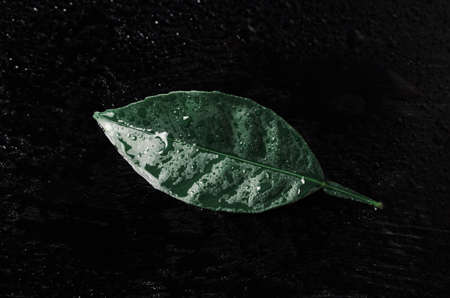 Green orange leaf with water droplets on a black wooden background.