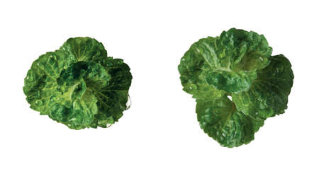 Fresh mint leaf with dew drops isolated on a white background