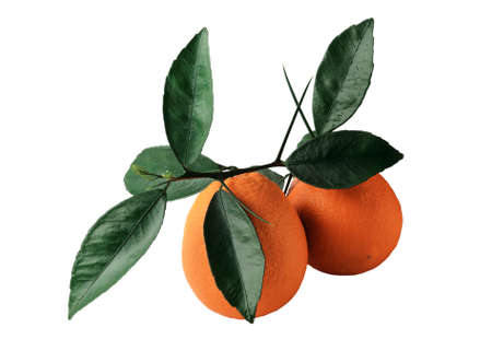 Ripe, juicy oranges with a sprig with green leaves, isolated on white. Selective focus.の写真素材