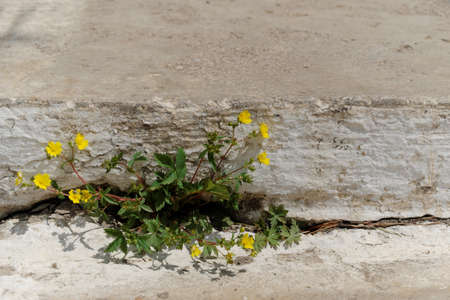 Potentilla is a species of plant in the Rosaceae family. Yellow, bright paw flowers sprouted between the concrete slabs.の写真素材