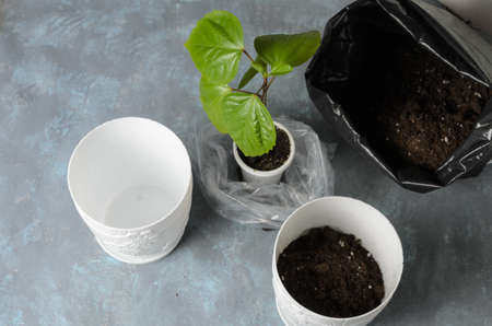 Transplanting a grown rose shoot into a flower pot. Rose sprout, flower pot, fortified earth on a...