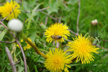 A bee collecting nectar and pollen on a yellow dandelion flower close-up. Selective focus.