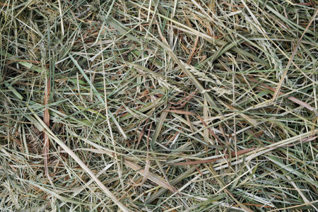 Mown, withered grass. Background of dried hay harvested for livestock feeding. Texture, backdrop.の写真素材