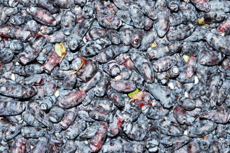 Harvesting. Ripe honeysuckle berries spread out on the surface to dry. Selective focus.の写真素材