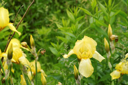 Wild yellow irises on a blurred background of a sunny green glade. Selective focus.