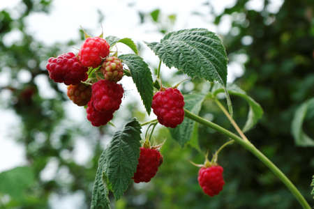 Clusters of juicy red raspberries on a bush among green leaves. Selective focus.
