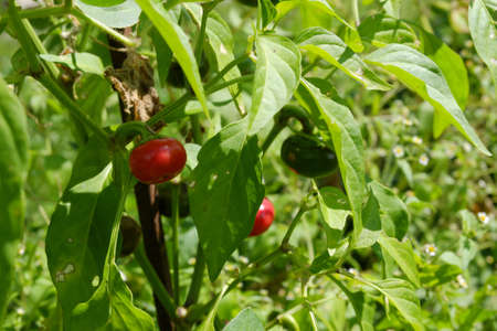 Bitter red pepper of a round shape among green leaves, grown in the garden. Selective focus.の写真素材