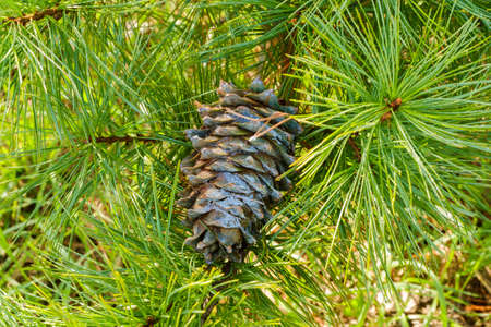 A fallen ripe cone, soaked in cedar resin, hanging in cedar branches. Nuts cedar resin is used in...