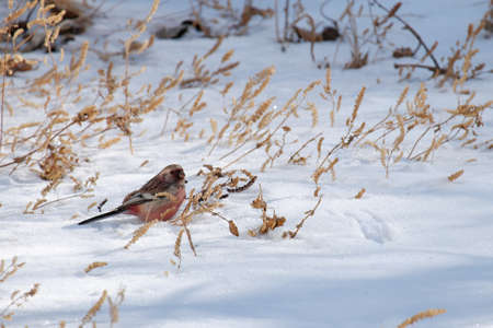 Bullfinch on the ground covered with snow is looking for plant seeds for food. Selective focus.