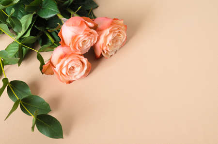 A bouquet of three soft pink roses on a beige backgroundの写真素材