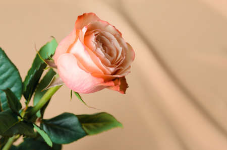 One delicate pink rose on a textured wavy beige background.の写真素材