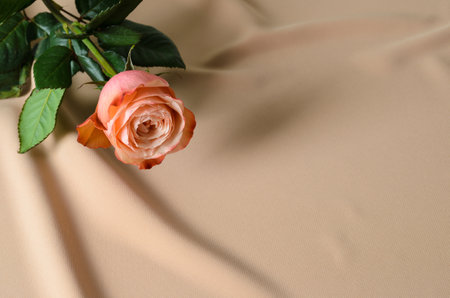 One delicate pink rose on a textured wavy beige background.の写真素材