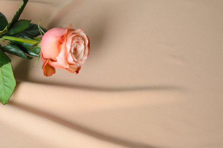 One delicate pink rose on a textured wavy beige background.の写真素材