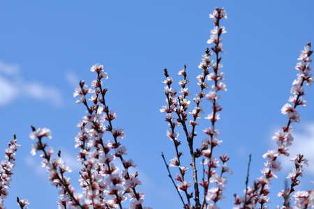 Blooming pink cherry branches on a blue sky background. selective focus.の写真素材