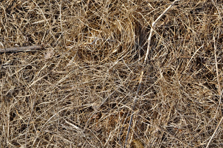 The texture of dry grass. Harvesting hay for livestock. selective focus.の写真素材