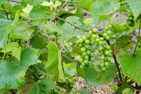 Bunches of green unripe grapes ripening on the plantation. selective focus.の写真素材