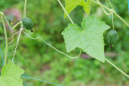 Melothria scabra. American cucumber is a small fruit that resembles a cucumber in taste, looks like tiny watermelons. selective focus.の写真素材