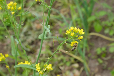 Blooming mustard. A bee pollinating yellow mustard flowers. selective focus.の写真素材