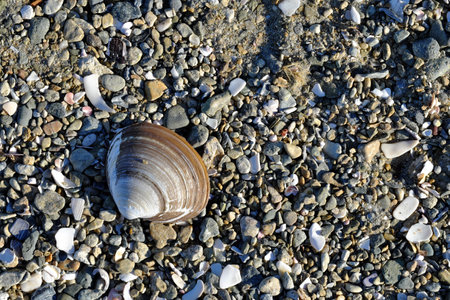 Spisula sachalinensis. A shell of a spizula washed up on a pebbly seashore. selective focus.