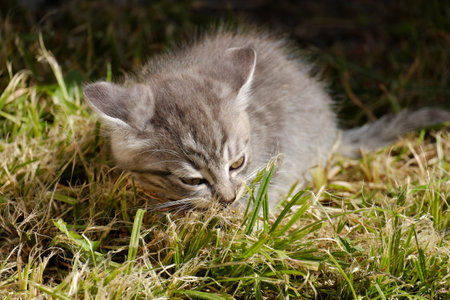 A small gray kitten eating raw fish with an appetite. Selective focus.の写真素材