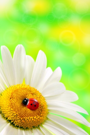 Ladybird on daisy closeup on a green background.の写真素材
