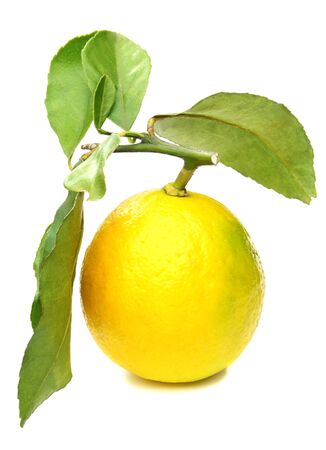 Lemons on branch on white background.の写真素材