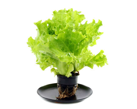 Green salad in a pot on a white background.の写真素材