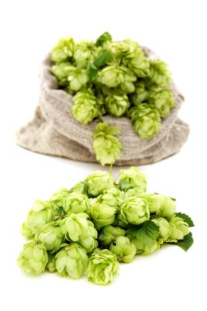 Hop cones closeup on a white background. の写真素材