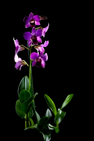 Blooming purple orchid dendrobium phalaenopsis  on a black background  の写真素材