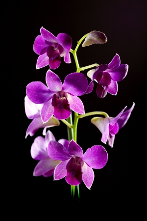  Purple orchid closeup on a black background の写真素材