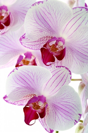 Beautiful pink orchid close-up on a white background の写真素材