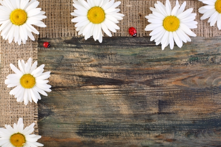 Daisies, burlap ribbon on a wooden board の写真素材