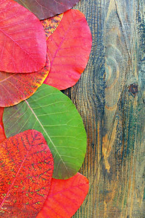 Autumn red and green leaves on a wooden board.
