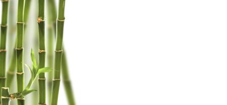 Dracaena green stems on a white background. Collage.の写真素材