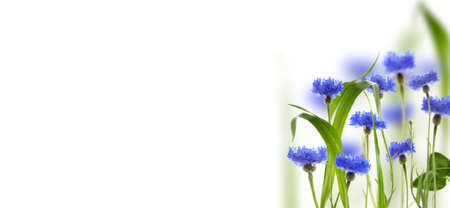 Meadow cornflowers and grass on a white background. Collage.の写真素材