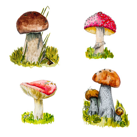 Set of mushrooms isolated on a white background. Watercolor hand drawn illustration.の写真素材