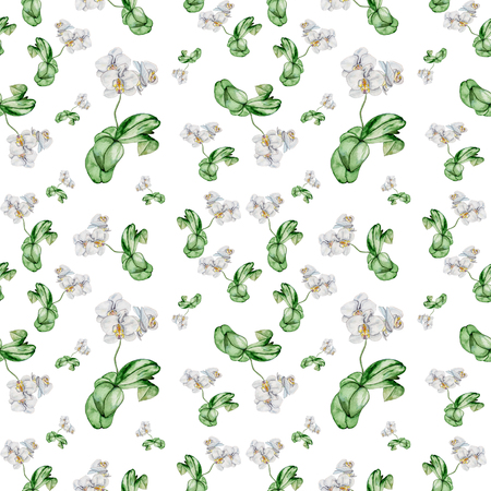 Seamless pattern of blooming white Orchid on white background. Watercolor drawing made by hand.の写真素材