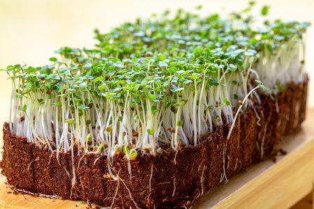 Growing arugula sprouts for a healthy salad. Proper nutrition, stay young and a modern concept of restaurant cuisine.の写真素材