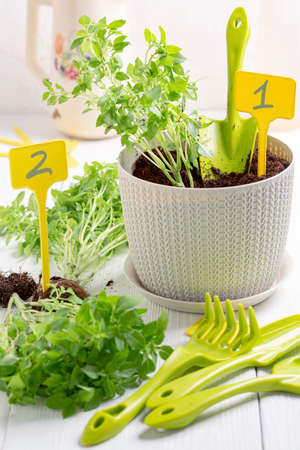Yeast sweet buns on a baking sheet covered with parchment close-up. Concept of home baking.の写真素材