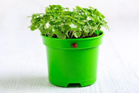 Green basil seedlings are edible grass growing in a green flower pot with a crawling ladybug, selective focus.の写真素材