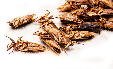 The Fried insects.の写真素材