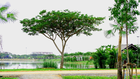 tree in the gardenの写真素材