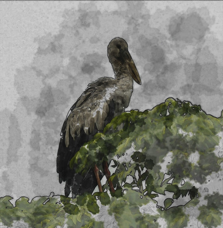 water color of bird.の写真素材