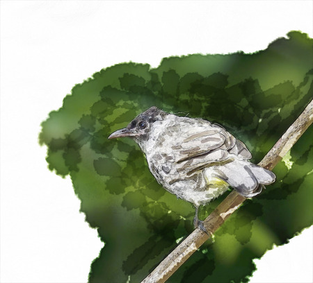 water color of bird in green background.の写真素材